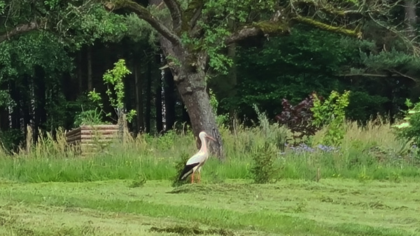 Storchenbesuch