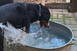 Isy in der Wanne