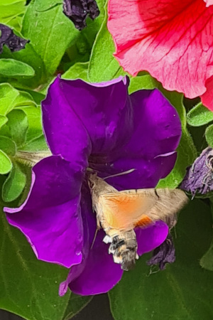 Taubenschwänzchen