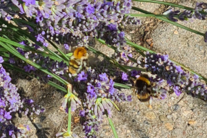 Hummel