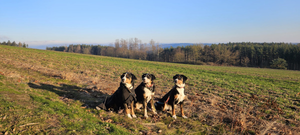 Weihnachten am Schau ins Land