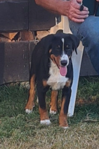 Sinja