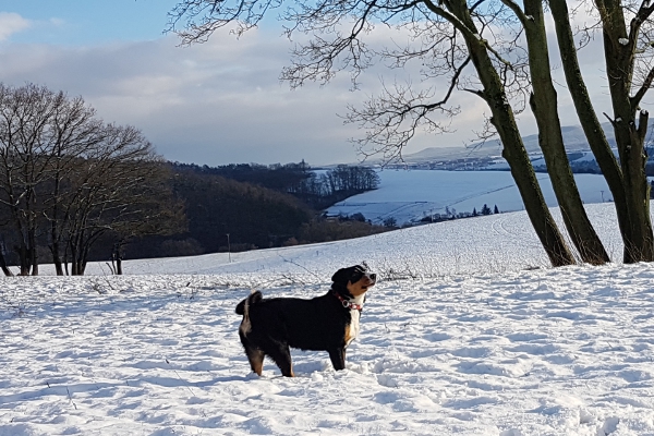 Appenzeller Sennenhunde lieben den Schnee