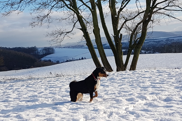 Appenzeller Sennenhunde lieben den Schnee