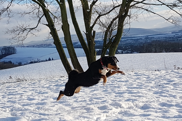 Appenzeller Sennenhunde lieben den Schnee