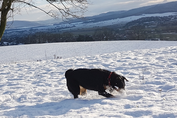 Appenzeller Sennenhunde lieben den Schnee