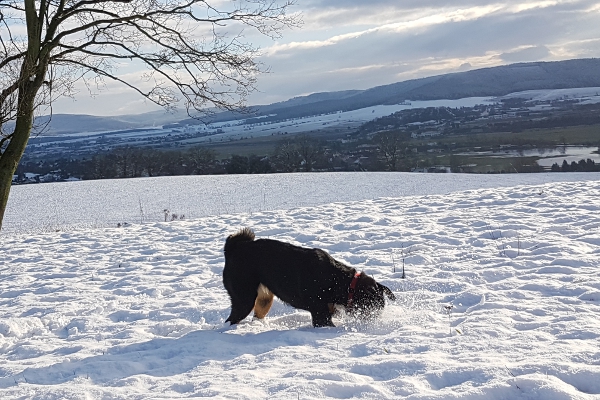 Appenzeller Sennenhunde lieben den Schnee