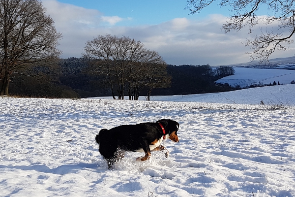 Appenzeller Sennenhunde lieben den Schnee