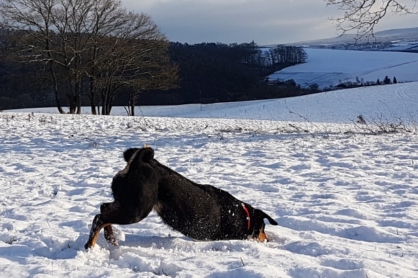 Appenzeller Sennenhunde lieben den Schnee